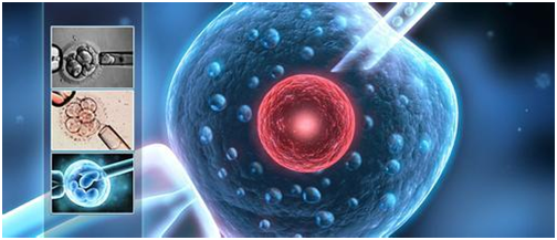 试管婴儿成功后,如何预防流产?